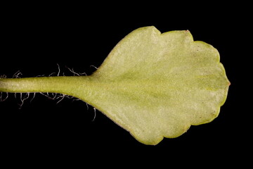 Naklejka premium London Pride (Saxifraga x urbium). Leaf Closeup
