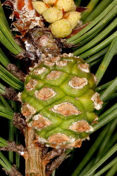 Scots Pine (Pinus sylvestris). Immature Seed Cone Closeup
