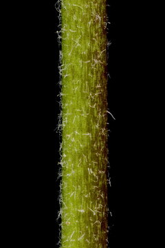 Flixweed (Descurainia sophia). Stem Detail Closeup