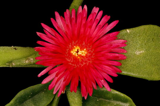 Heart-Leaf Ice-Plant (Mesembryanthemum cordifolium). Flower Closeup