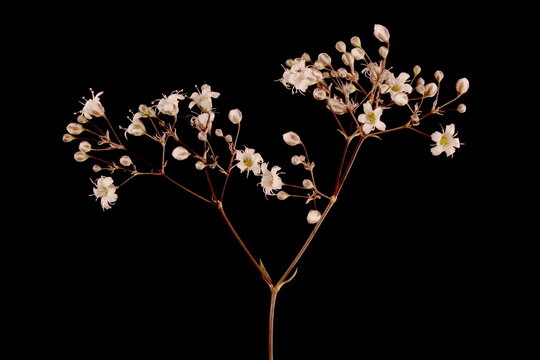 Baby's Breath (Gypsophila paniculata). Inflorescence Detail Closeup
