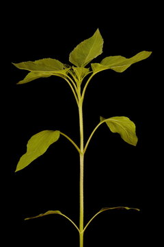 Common Sunflower (Helianthus annuus). Shoot Closeup