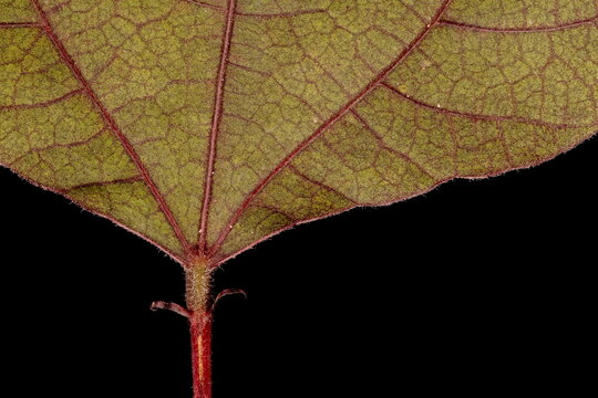 Hyacinth Bean (Lablab purpureus). Apical Leaflet Detail Closeup