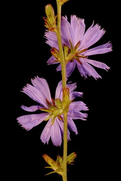 Chicory (Cichorium intybus). Flowering Capitula Closeup