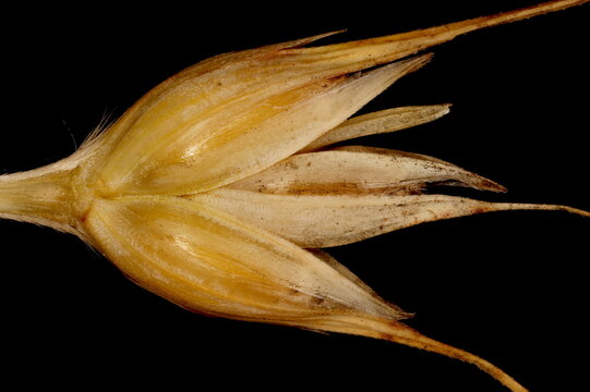 Rye (Secale cereale). Fruiting Spikelet Closeup