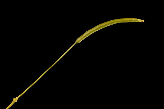 Spider Flower (Cleome houtteana). Immature Fruit Closeup