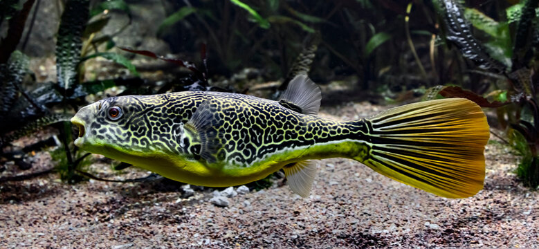Freshwater puffer. Latin name - Tetraodon mbu