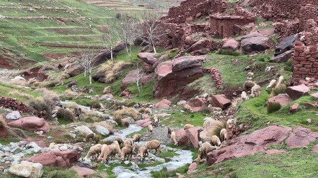 Sheep Grazing  in the Mountains of Plateau Yagour I Morocco