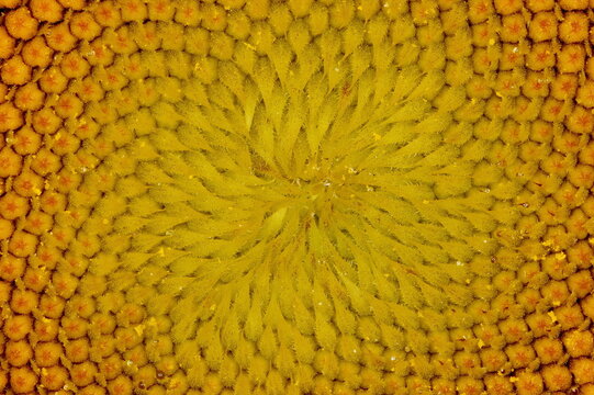 Floret Disc Texture