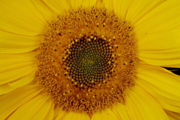 Obraz premium Common Sunflower (Helianthus annuus). Flowering Capitulum Disc Closeup