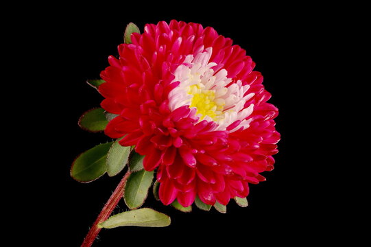 Chinese Aster (Callistephus chinensis). Flowering Capitulum Closeup