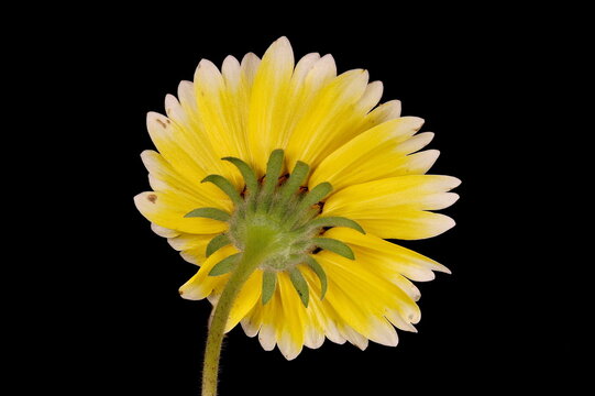 Coastal Tidytips (Layia platyglossa). Flowering Capitulum Closeup