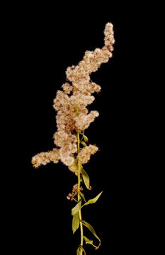 Early Goldenrod (Solidago gigantea). Fruiting Synflorescence Closeup