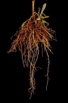 Maltese Cross (Silene chalcedonica). Root Closeup