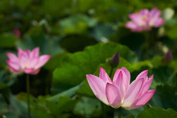 Obraz premium Lotus Flower from Guanyin District, Taoyuan, Taiwan.