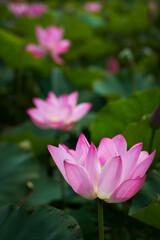 Obraz premium Lotus Flower from Guanyin District, Taoyuan, Taiwan.