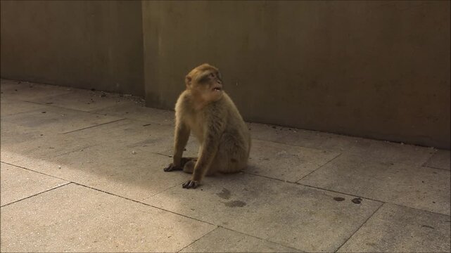 Barbary macaque monkey sitting on pavement with mouth open in surprise