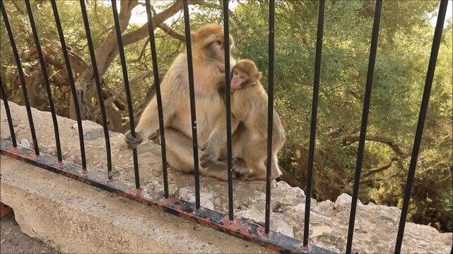 Mother monkey holding her baby in her arm while holding a dark metallic fence in the mountains of Gibraltar