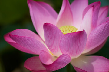 Fototapeta premium Lotus Flower from Guanyin District, Taoyuan, Taiwan.