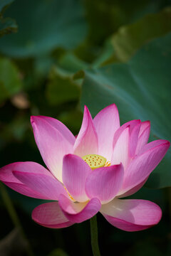Lotus Flower from Guanyin District, Taoyuan, Taiwan.