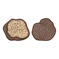 Truffle, premium fungus, whole and sliced in half tuber, colourful, hand-drawn illustration, line art contour, isolated © Iryna Nevruzova