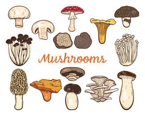 Mushrooms set, champignon, truffle, white button, cremini, morel, portobello, shiitake, fly agaric, porcini, king oyster, enoki, chanterelle various fungi, colourful, hand-drawn illustration, isolated © Iryna Nevruzova