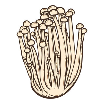 Enoki mushrooms, group of white fingi, colourful, hand-drawn illustration, line art contour, isolated
