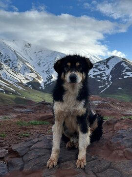 Moroccan Atlas Dog, Plateau Yagour  I Atlas Mountains I Morocco