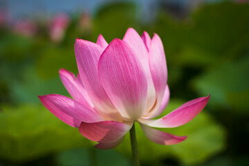 Obraz premium Lotus Flower from Guanyin District, Taoyuan, Taiwan.