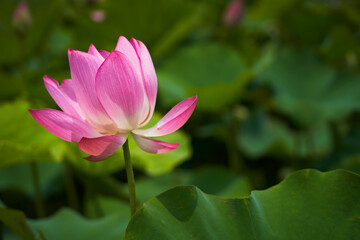 Fototapeta premium Lotus Flower from Guanyin District, Taoyuan, Taiwan.