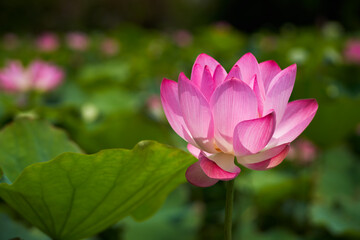 Obraz premium Lotus Flower from Guanyin District, Taoyuan, Taiwan.