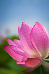 Obraz premium Lotus Flower from Guanyin District, Taoyuan, Taiwan.