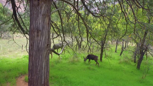 Footage of several wild mule deer (Odocoileus hemionus) foraging in a vibrant, green forested area along the popular Emerald Pools Trail in Zion National Park, Utah, USA.