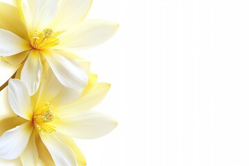Fototapeta premium Yellow lotus backgrounds blossom flower.