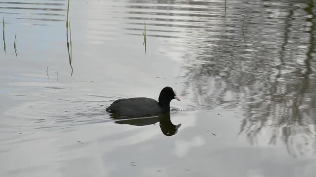 eurasian coot swimming in the rippling water of a lake with reflection of cloudy sky and trees in Bourgoyen nature reserve, Ghent, Flanders, Belgium- fulica atra