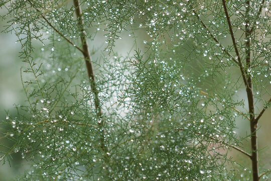 The saltcedar (lat. Tamarix ramosissima), of the tamarisk family (Tamaricaceae). Samara, Central Russia.