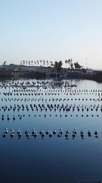 Vertical Aerial Drone View of Carlsbad Aquafarm Oyster Beds in California
