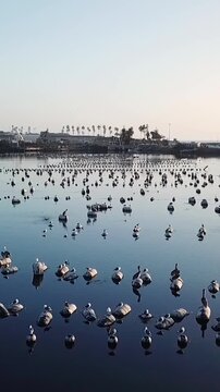 Vertical Aerial Drone View of Carlsbad Aquafarm Oyster Beds in California