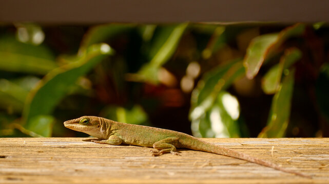 Green anole (Anolis carolinensis) enjoys sunvathing at edge of wooden plank in South Carolina