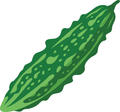 Bitter Melon Vector Illustration Green Gourd Healthy Vegetable