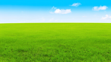 Fototapeta premium Minimal green grass field and blue sky landscape background with wide copy space