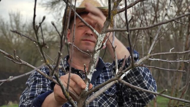 A farmer in a straw hat carefully inspects the branches of a fruit tree in the orchard, emphasizing the importance of maintaining healthy growth and ensuring the viability of plants in countryside.
