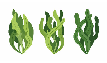 Spirulina seaweed botanical flat vector illustration isolated © Najmul