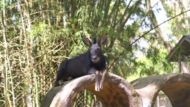 Mainland serow with dark fur resting on a concrete structure in a zoo enclosure. Rare goat-antelope species at a wildlife sanctuary surrounded by trees and chain-link fencing on a sunny day.
