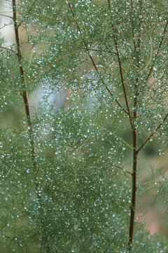 The saltcedar (lat. Tamarix ramosissima), of the tamarisk family (Tamaricaceae). Samara, Central Russia.
