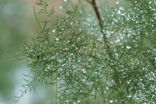 The saltcedar (lat. Tamarix ramosissima), of the tamarisk family (Tamaricaceae). Samara, Central Russia.