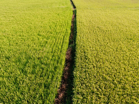 Aerial View of Paddy Field from Dongshan Township, Yilan, Taiwan.