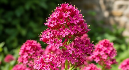 Obraz premium Vibrant Red Valerian Blossoms in Full Bloom.