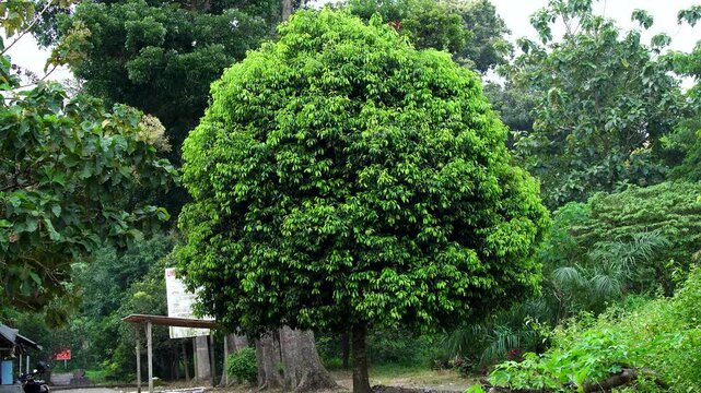 A lush broadleaf tree (Ficus sp) with a dense, rounded canopy in an Indonesian nature reserve. The green leaves symbolize healthy forest growth and conservation efforts in Southeast Asia.