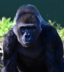 Naklejka premium Gorilla 